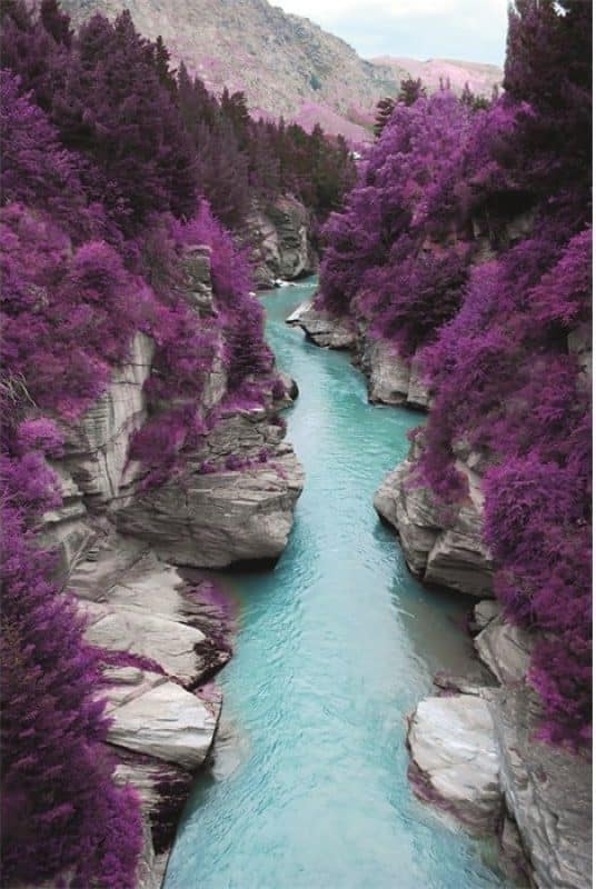 Purple pine forest landscape DIB884 AluArt