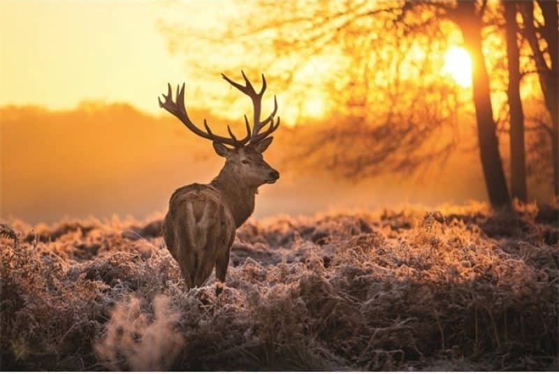 Schilderij Red deer in morning sun MATDIB642 AluArt