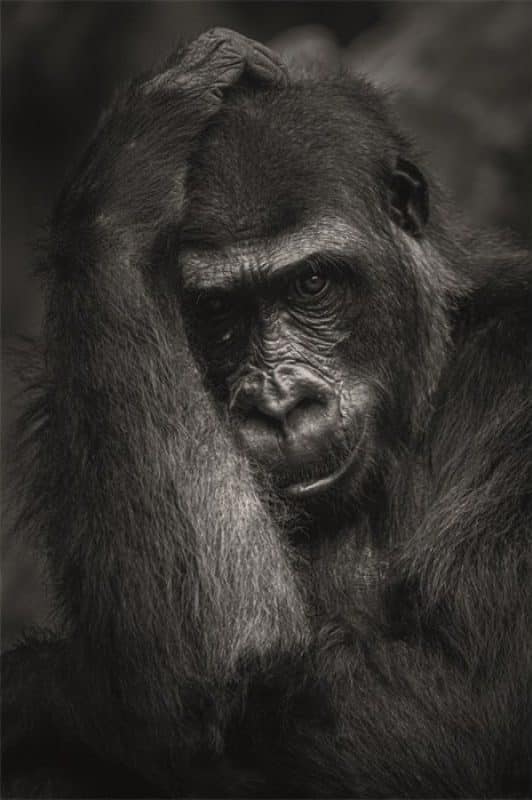 Schilderij The Bodyguard MATDIB2232 AluArt