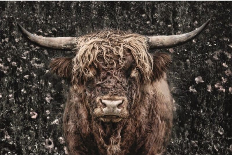 Schilderij Brown Cow DIB494 AluArt