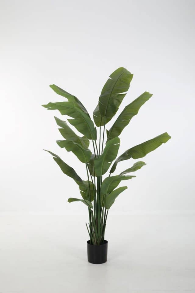 Zijdeplant in pot Strelitzia/ Paradijsvogelbloem